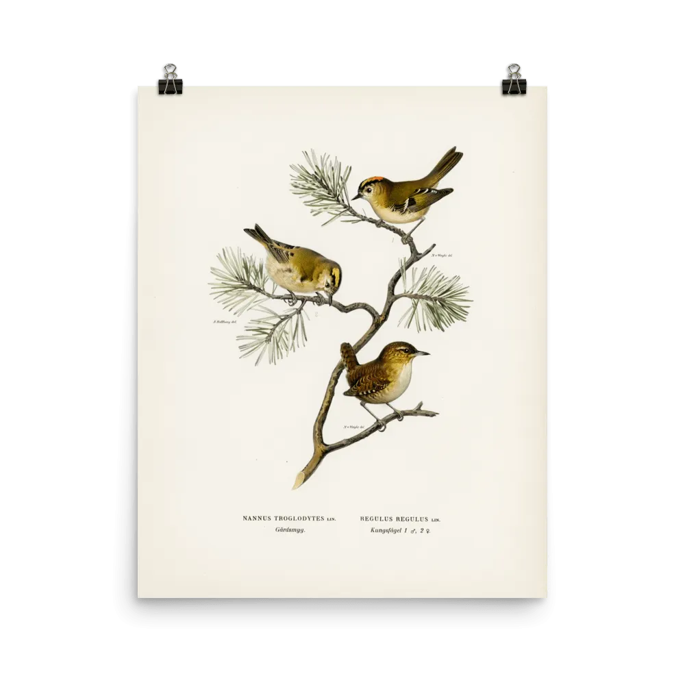 "Eurasian wren" Art Print