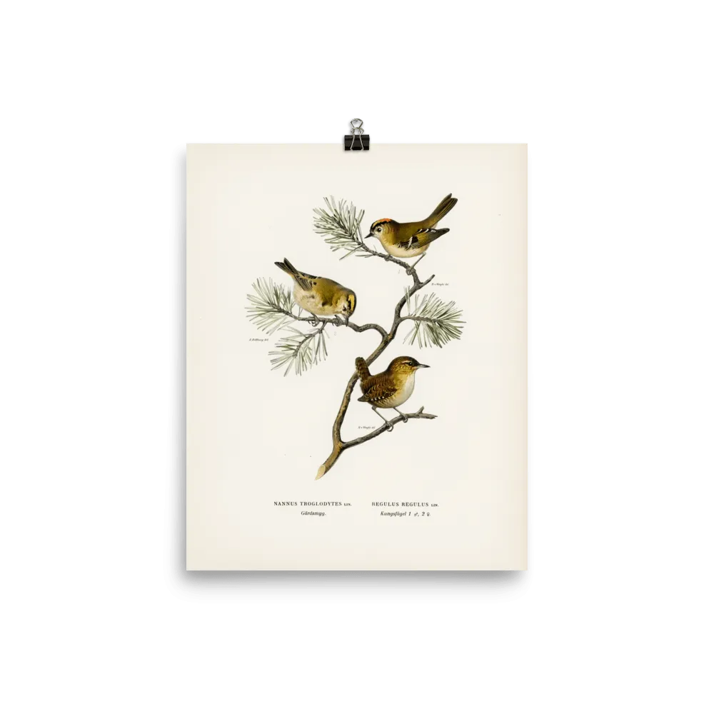 "Eurasian wren" Art Print