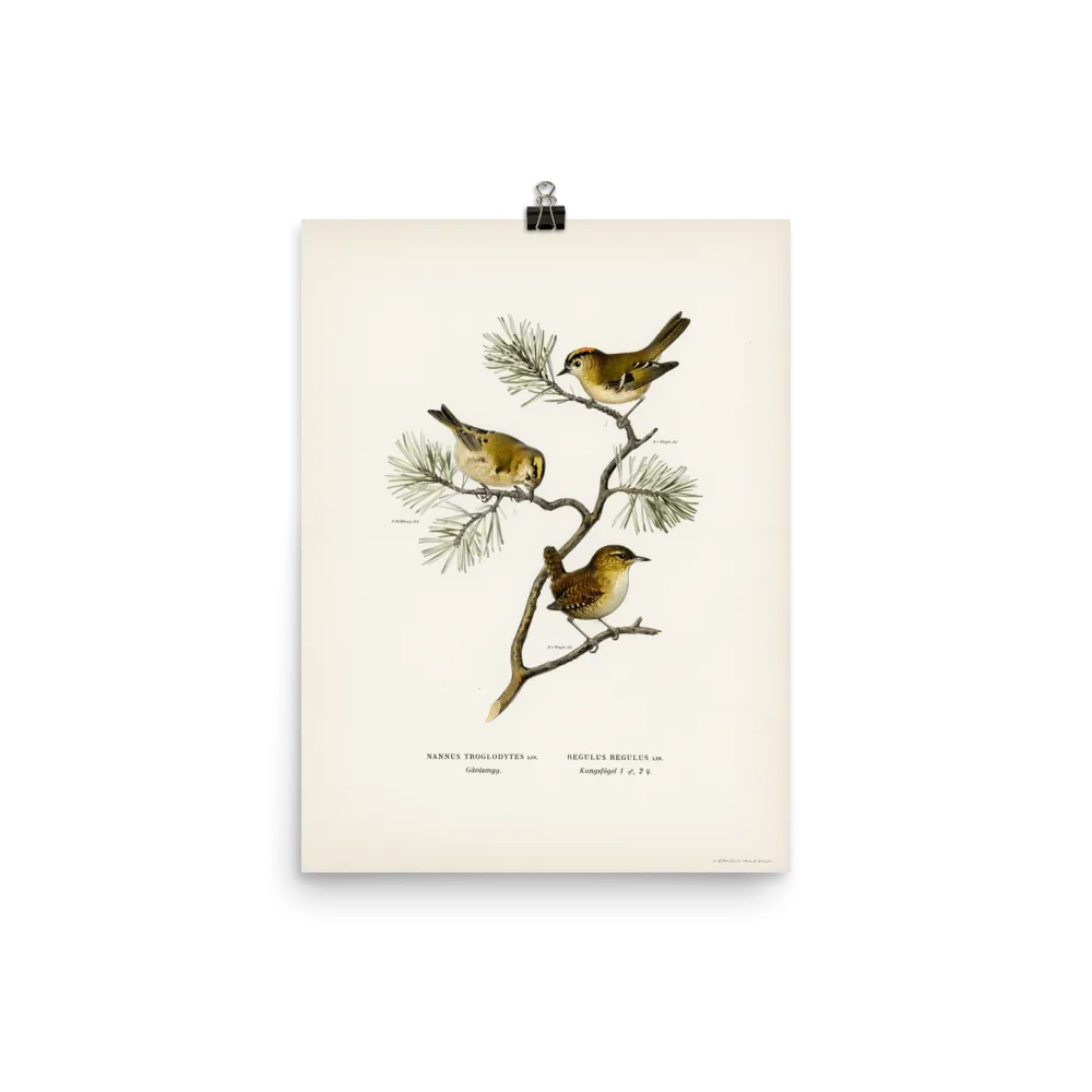 "Eurasian wren" Art Print