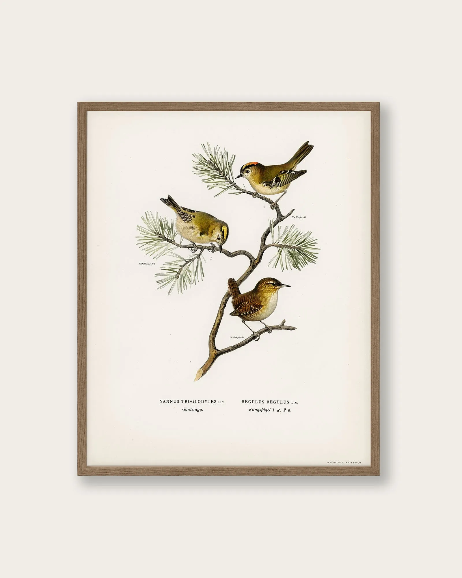 "Eurasian wren" Art Print